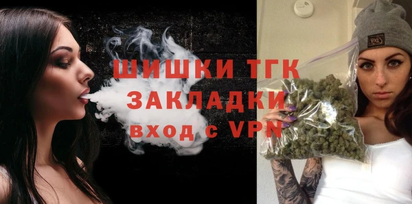 индика Ельня